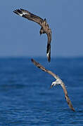 Great Skua