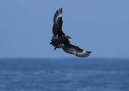 Great Skua