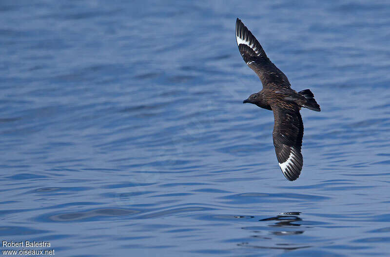 Great SkuaSecond year, Flight