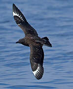 Great Skua