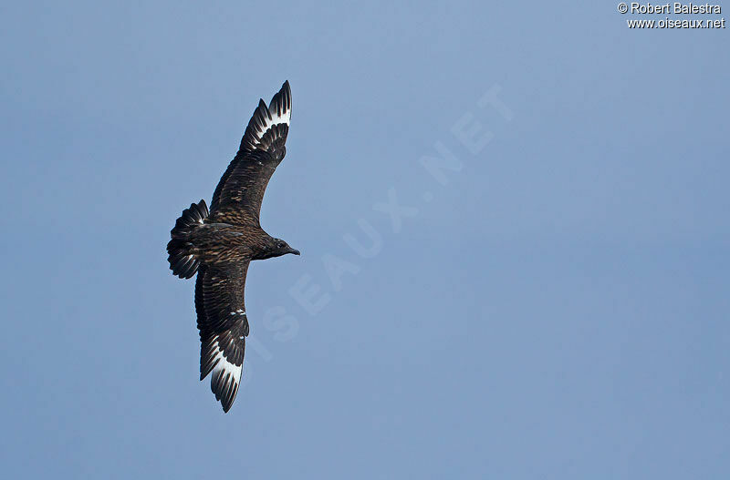 Great Skua