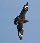 Great Skua