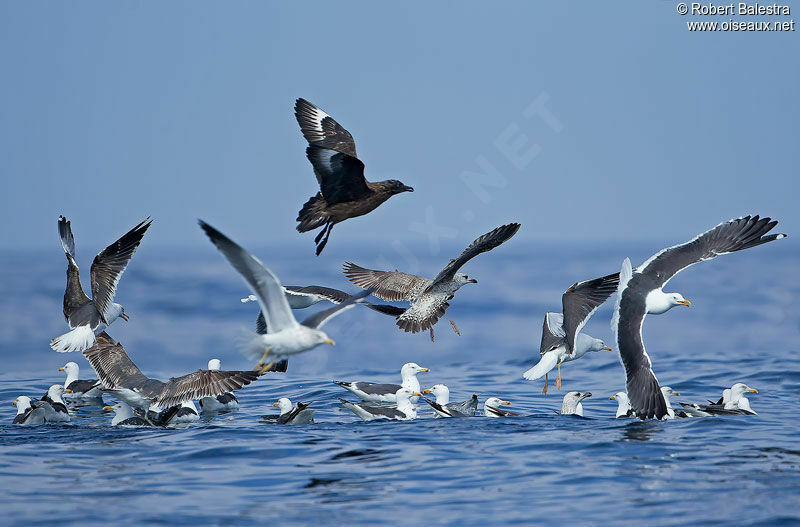 Great Skua