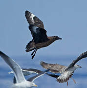 Great Skua