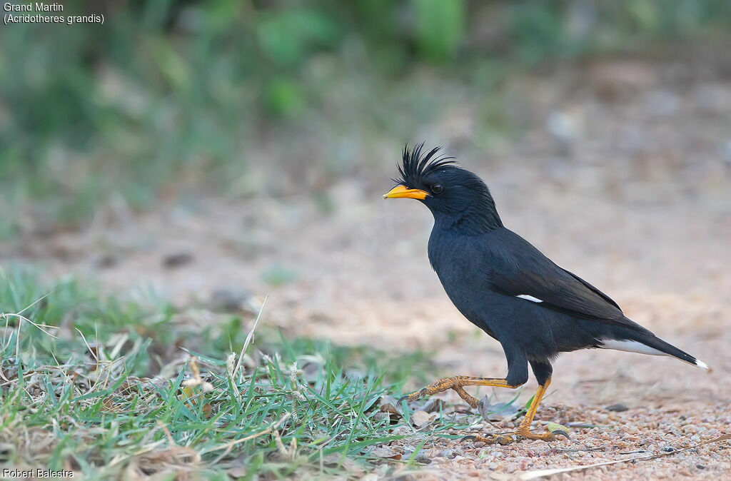 Great Myna