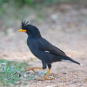 Great Myna