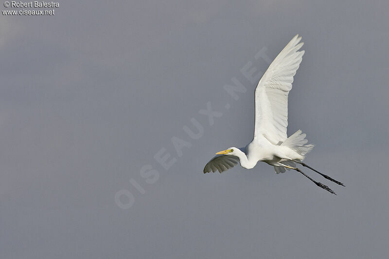 Grande Aigrette