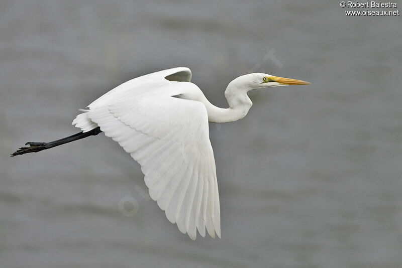 Grande Aigrette