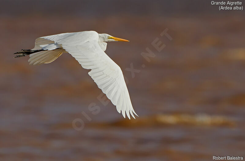 Grande Aigrette