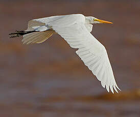 Grande Aigrette