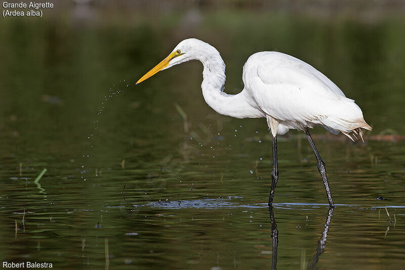 Grande Aigrette