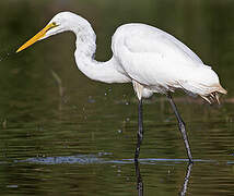 Great Egret