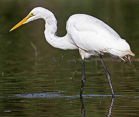 Grande Aigrette