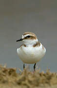 Kentish Plover