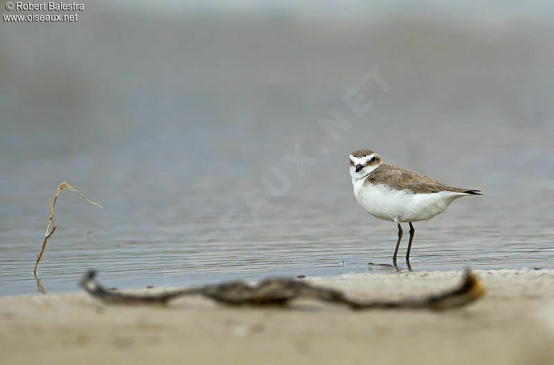 Kentish Plover