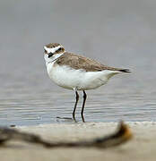 Kentish Plover