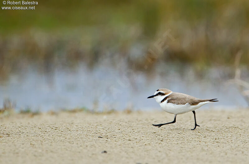 Kentish Plover male adult