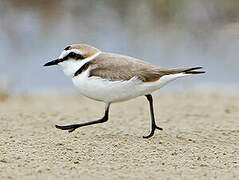 Kentish Plover