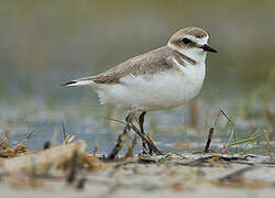 Kentish Plover