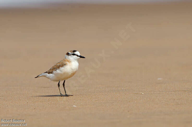 White-fronted Ploveradult