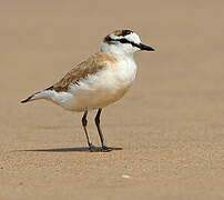 White-fronted Plover