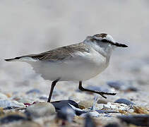 White-fronted Plover