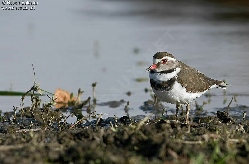 Three-banded Plover