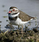 Three-banded Plover