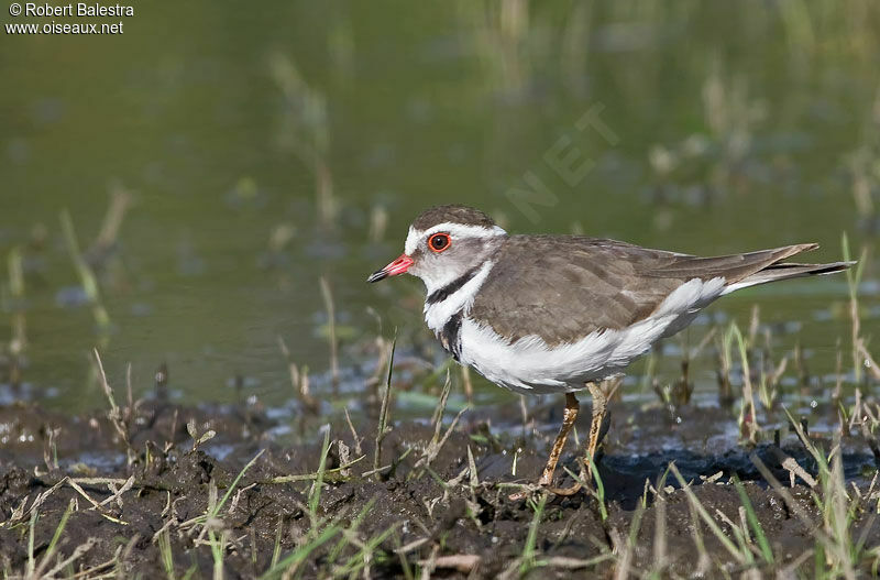 Three-banded Plover