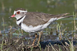 Three-banded Plover