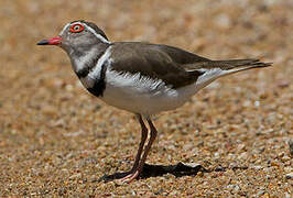 Three-banded Plover