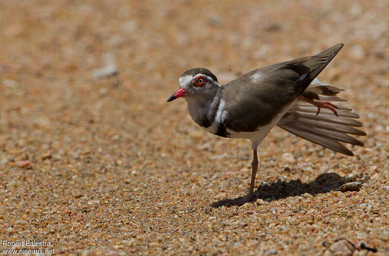 Three-banded Ploveradult, Behaviour