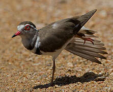 Three-banded Plover