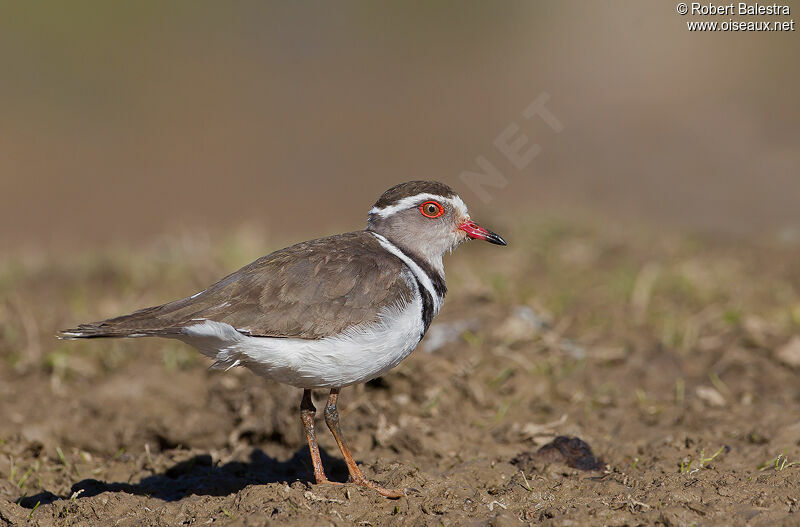 Three-banded Plover