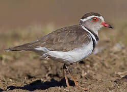 Three-banded Plover