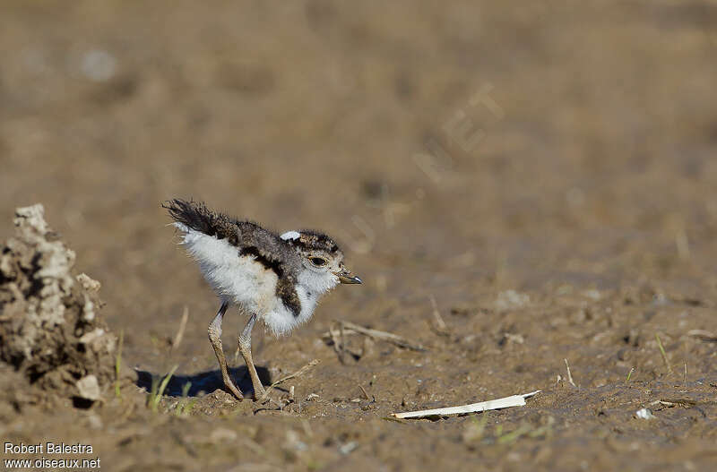 Three-banded Ploverjuvenile, identification