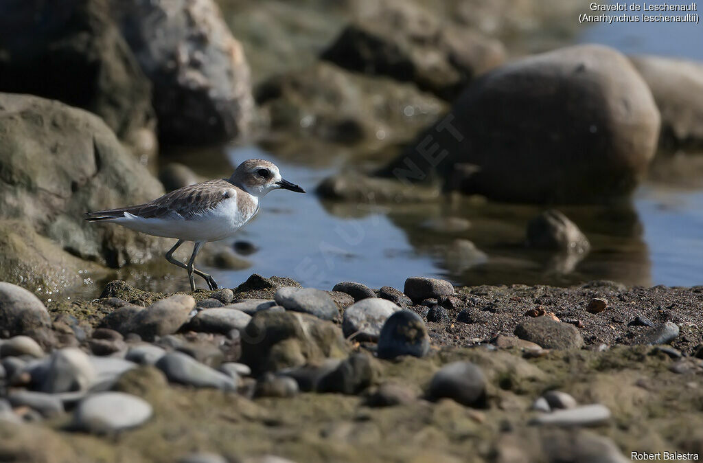 Greater Sand Plover