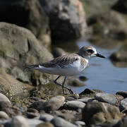 Greater Sand Plover