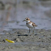 Greater Sand Plover