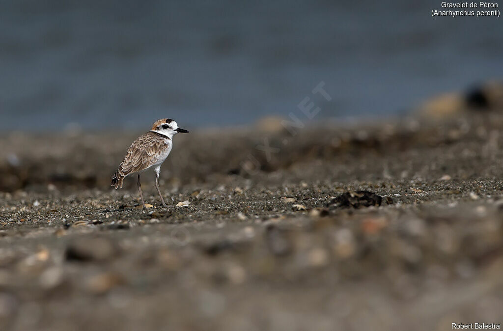 Malaysian Plover