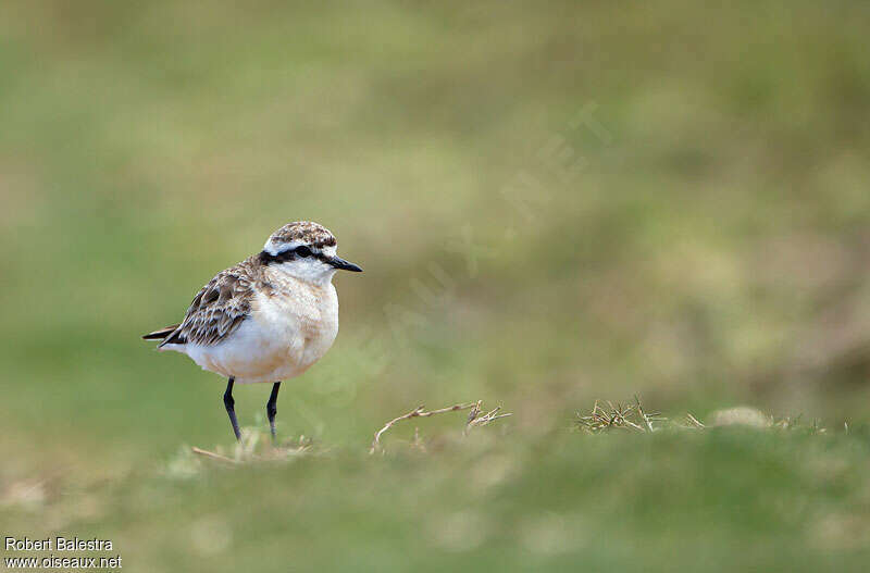 Kittlitz's Plover female adult, pigmentation