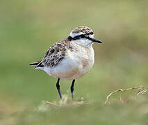 Kittlitz's Plover