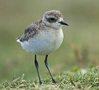 Kittlitz's Plover