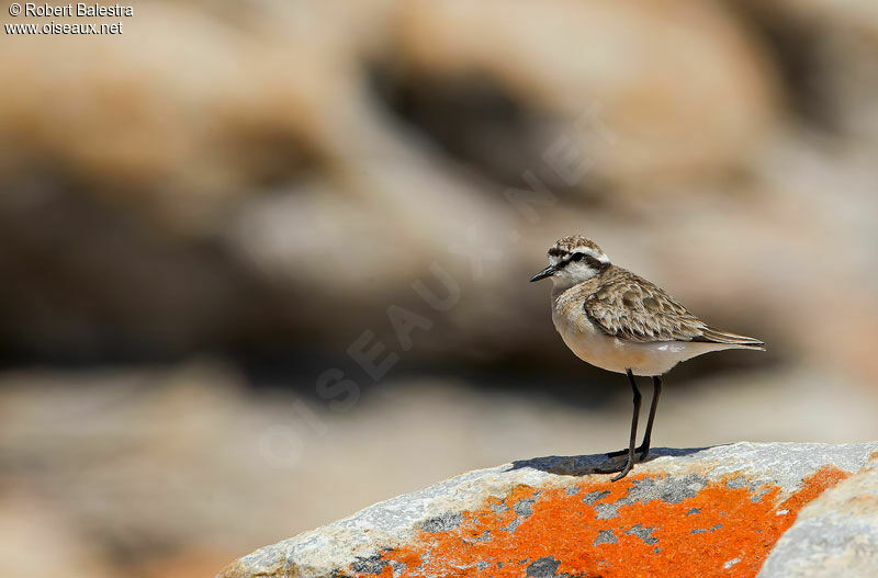 Kittlitz's Ploveradult, identification