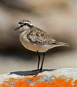 Kittlitz's Plover