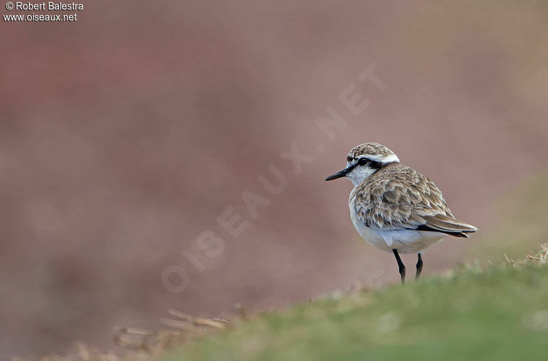 Kittlitz's Plover