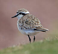 Kittlitz's Plover