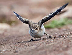 Kittlitz's Plover