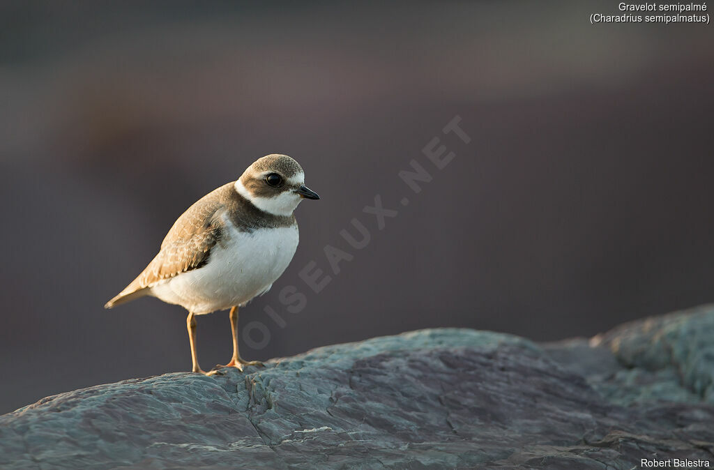 Semipalmated Plover