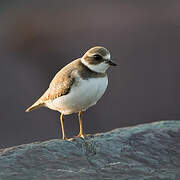 Semipalmated Plover